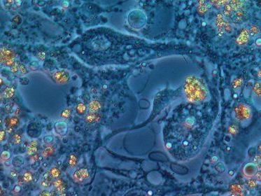 Dr.-Karl-HERRMANN-pixelio.d Dr.-Karl-HERRMANN-pixelio.d