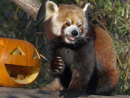 Die Roten Pandas im Tiergarten Schönbrunn erhalten zu Halloween Kürbisse Die Roten Pandas im Tiergarten Schönbrunn erhalten zu Halloween Kürbisse