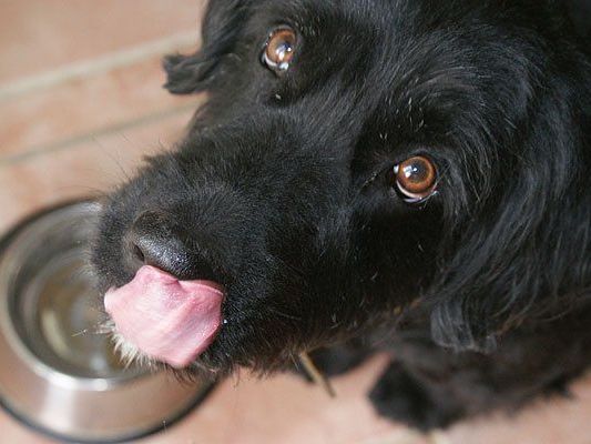 Tierfutter erhalten Sozialmarkt-Kunden in Favoriten gratis Tierfutter erhalten Sozialmarkt-Kunden in Favoriten gratis