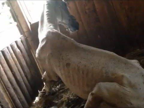 Das Video des Rankweiler Tierschutzvereins zeigte ein verendendes Pferd in einer Box auf einem Hof in Tosters.