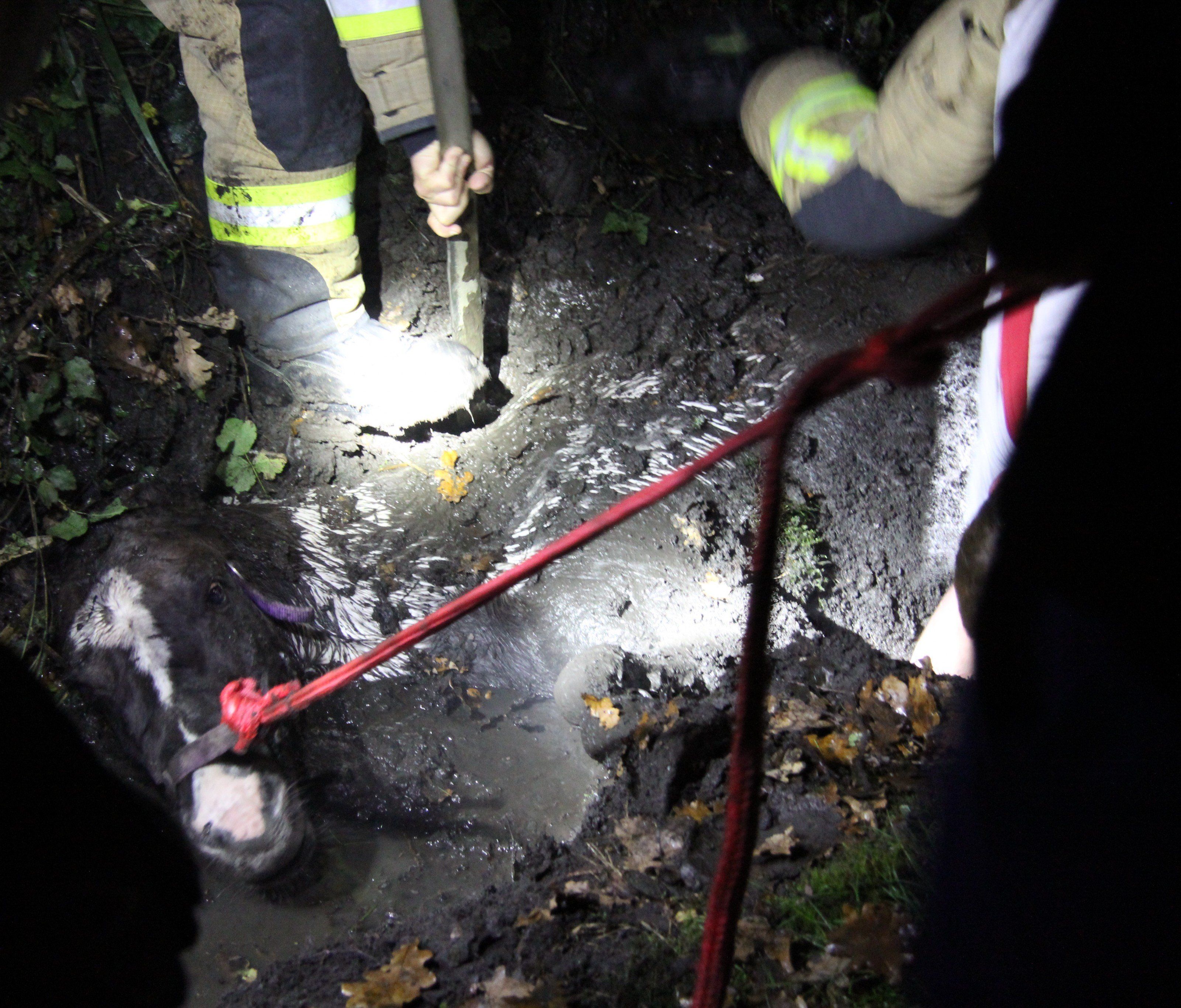Das erschöpfte Tier konnte unverletzt aus dem Riedgraben befreit werden. Das erschöpfte Tier konnte unverletzt aus dem Riedgraben befreit werden.