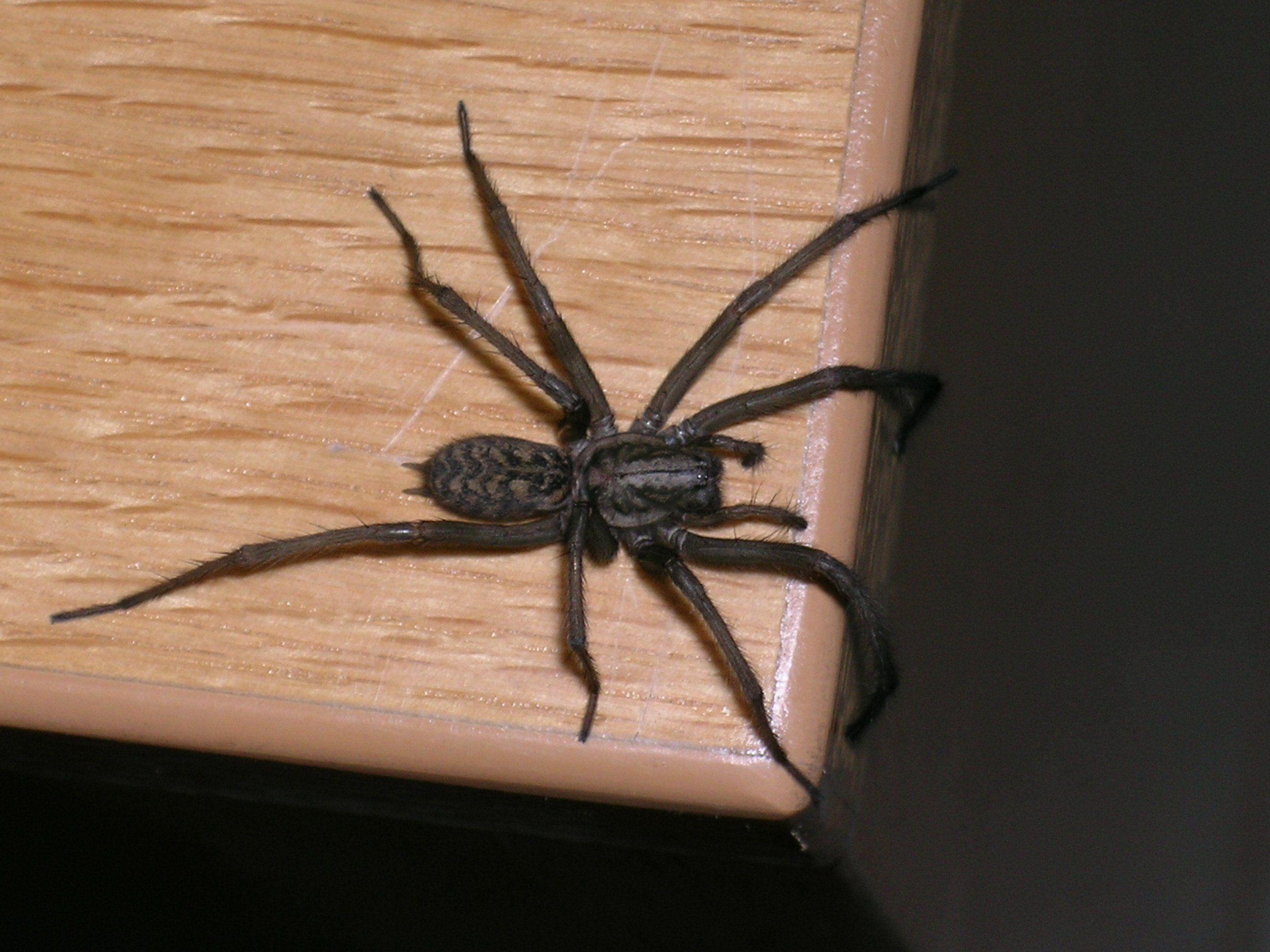 Spinnen lösen oft irrationale Ängste aus. Vor allem, wenn sie so ausschauen wie diese.