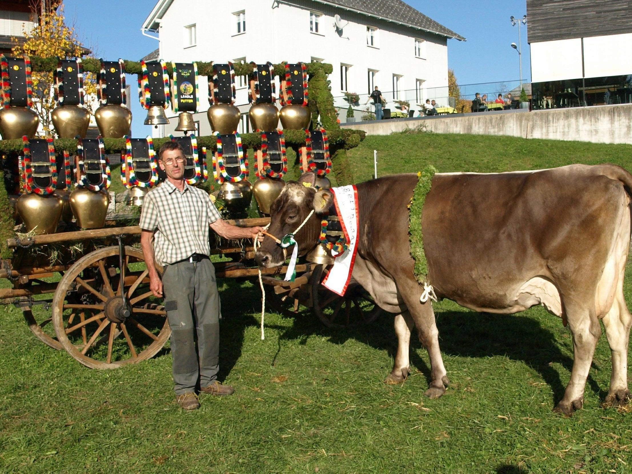 Das Langenegger Braunvieh wird bei der Ausstellung von Experten begutachtet.