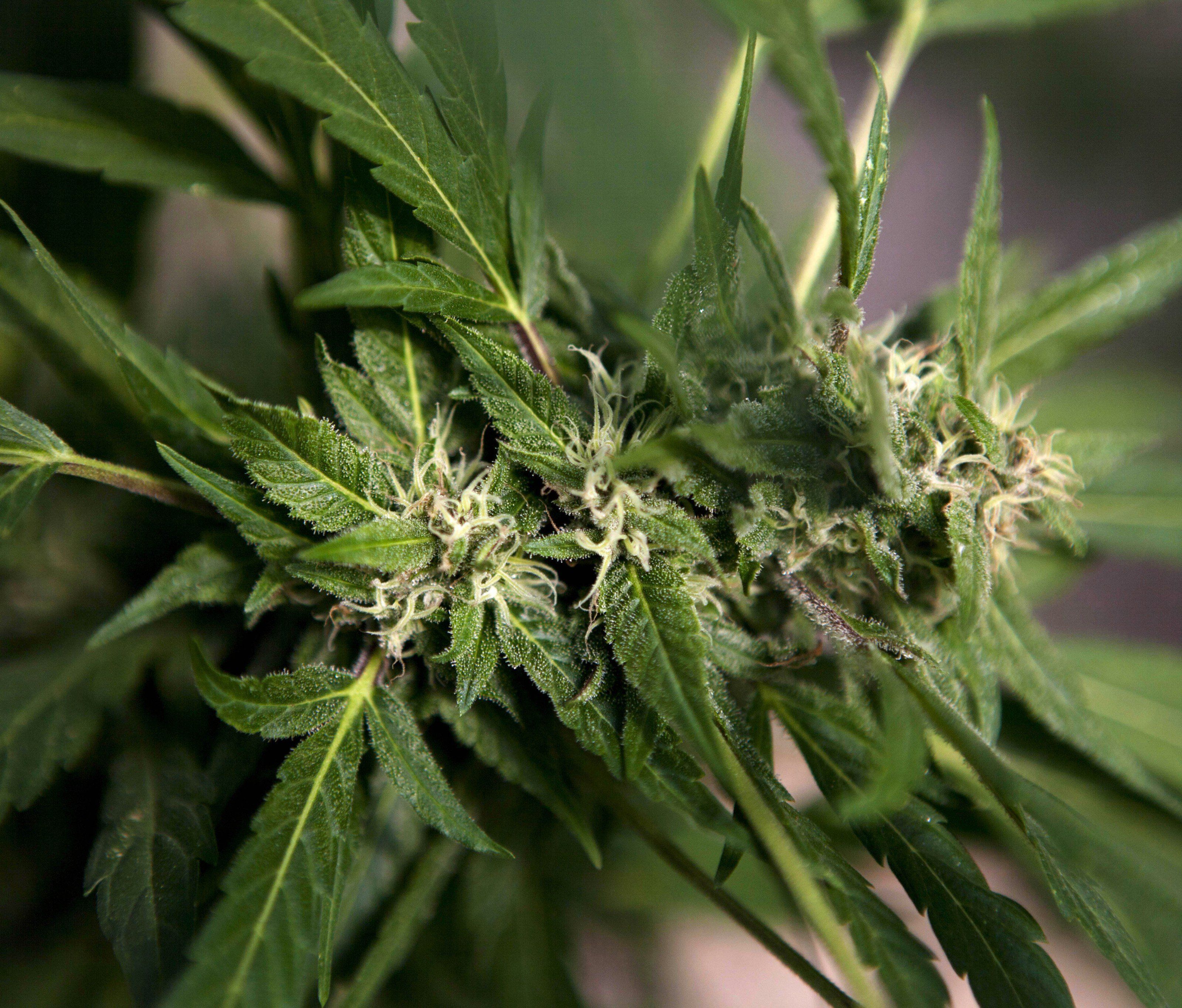 "Legalize Österreich": Initiatoren fordern Straffreiheit für Eigenproduktion "Legalize Österreich": Initiatoren fordern Straffreiheit für Eigenproduktion