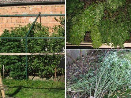 In dem Wohnhaus im Bezirk Mistelbach wurden mehrere Cannabispflanzen sichergestellt. In dem Wohnhaus im Bezirk Mistelbach wurden mehrere Cannabispflanzen sichergestellt.