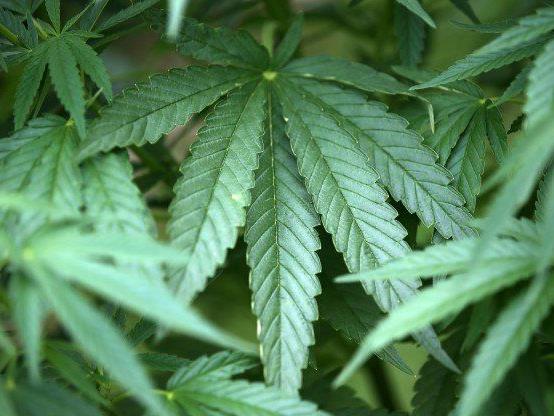 Cannabis ist eine der ältesten kultivierten Pflanzen.