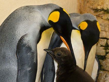 Bei den Königspinguinen im Wiener Zoo hat es Nachwuchs gegeben.