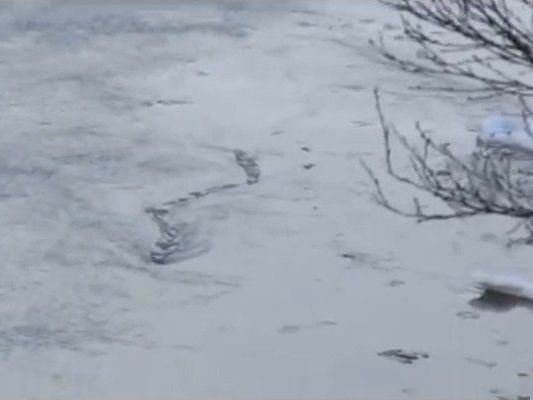 Angebliches Seeungeheuer aus Island