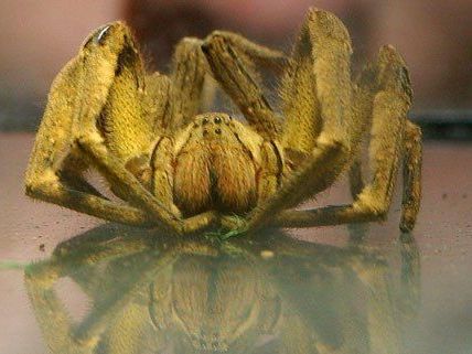 Privatpersonen in Wien dürfen keine giftigen Spinnen mehr kaufen. Privatpersonen in Wien dürfen keine giftigen Spinnen mehr kaufen.