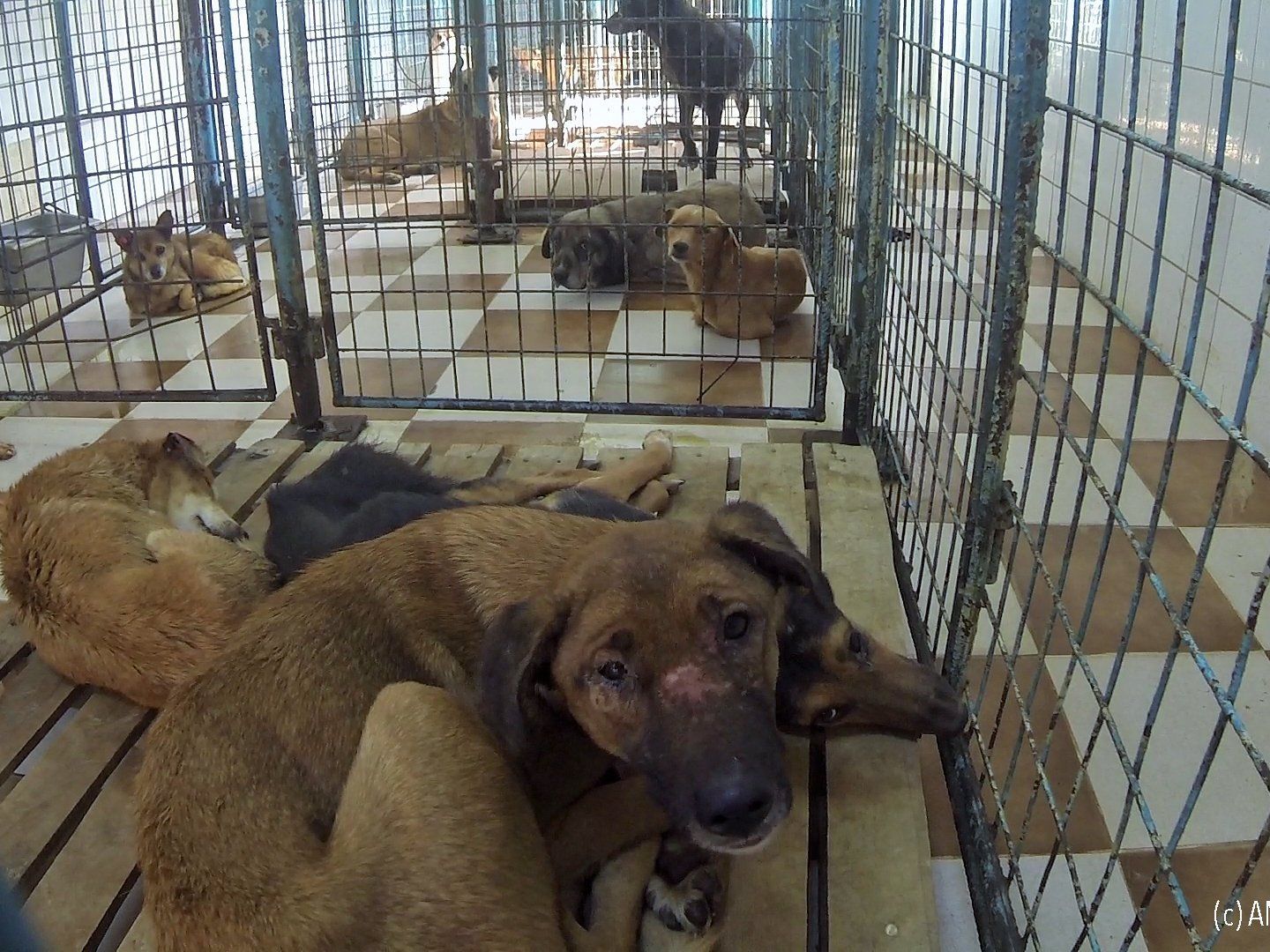 Die Tierrechtsaktivisten prangern die Haltungsmethoden der ASPA an. Die Tierrechtsaktivisten prangern die Haltungsmethoden der ASPA an.