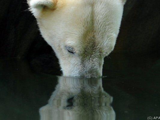 Eisbären bald nur noch im Zoo zu bestaunen?