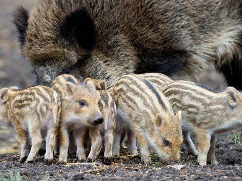 Jugendliche quälten und töteten Frischlinge im Lainzer Tiergarten