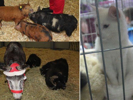 So vielfältig waren die tierischen Besucher der Haustiermesse 2014 in Wien So vielfältig waren die tierischen Besucher der Haustiermesse 2014 in Wien