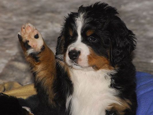 Physiotherapie für Hunde steht im Zentrum der neuen VetMed-Ausbildung Physiotherapie für Hunde steht im Zentrum der neuen VetMed-Ausbildung