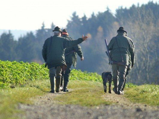 Eine Treibjagd in NÖ forderte einen Schwerverletzten Eine Treibjagd in NÖ forderte einen Schwerverletzten