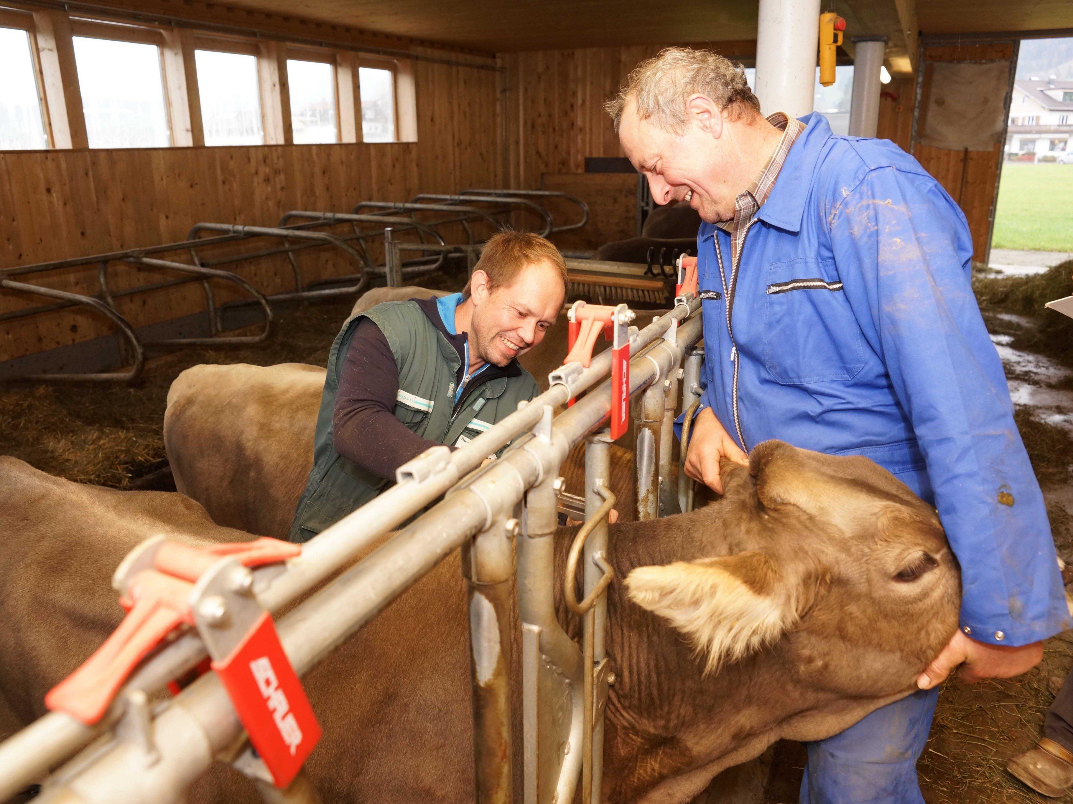50.000 Rinder werden in Vorarlberg untersucht.