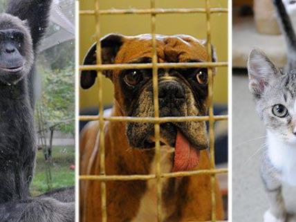 Schimpansen, Hunde, Katzen - diese Tiere und viele andere mehr wohnen im Wiener Tierschutzhaus