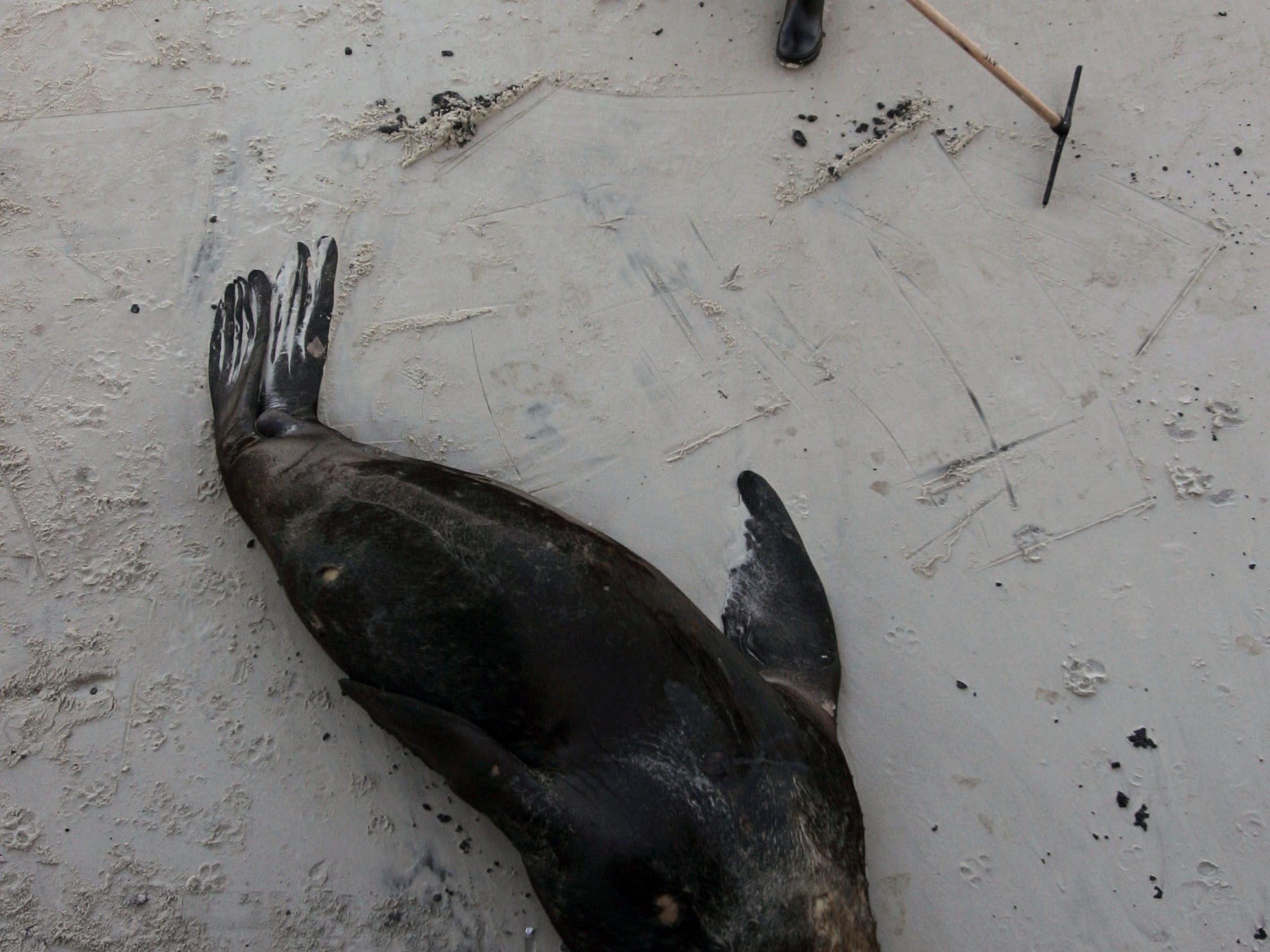 Die Todesursache der Seelöwen ist noch unklar.
