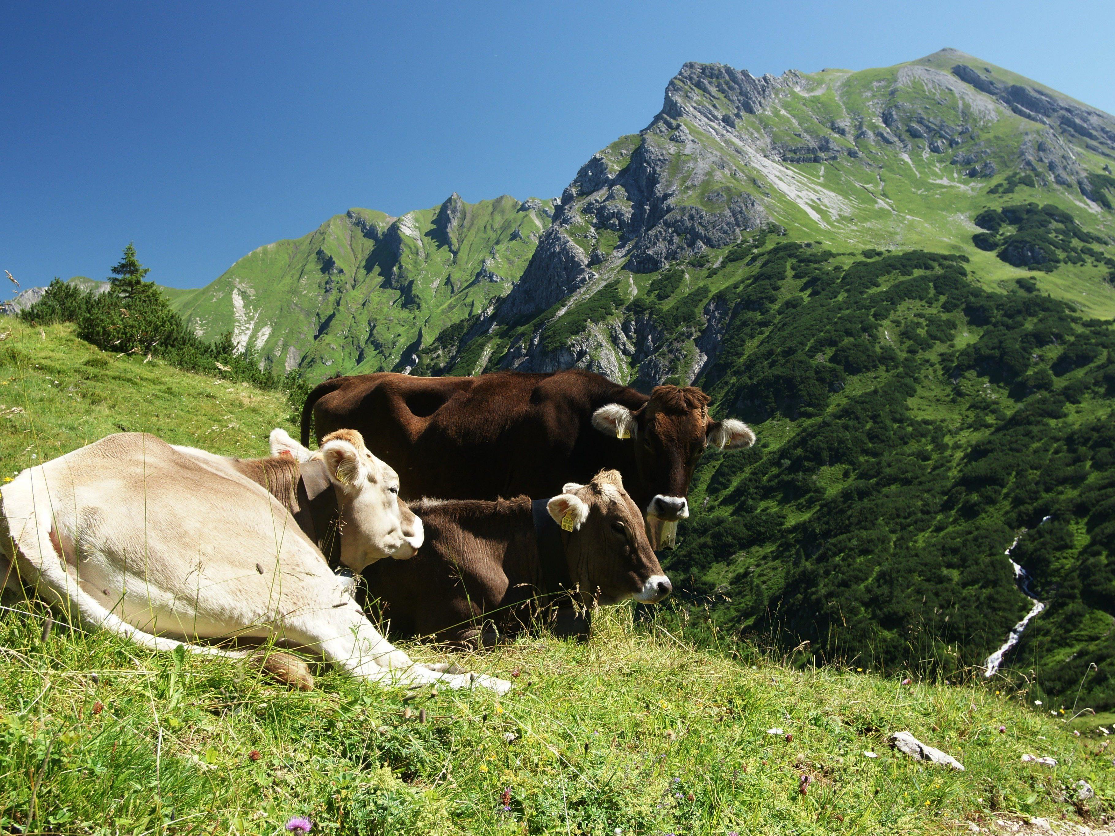 50.000 Rinder in ganz Vorarlberg werden auf TBC untersucht.