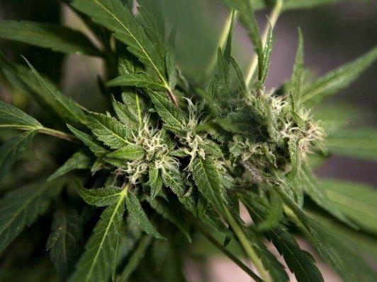 "Legalize! Östereich" fordert die Legalisierung von Cannabis.