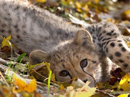 Die Tiere in Schönrbunn genißen das lauwarme Herbstwetter. Die Tiere in Schönrbunn genißen das lauwarme Herbstwetter.