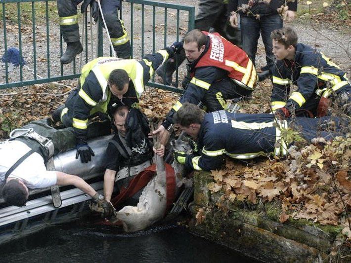 Der Rehbock konnte unverletzt geborgen werden. Der Rehbock konnte unverletzt geborgen werden.