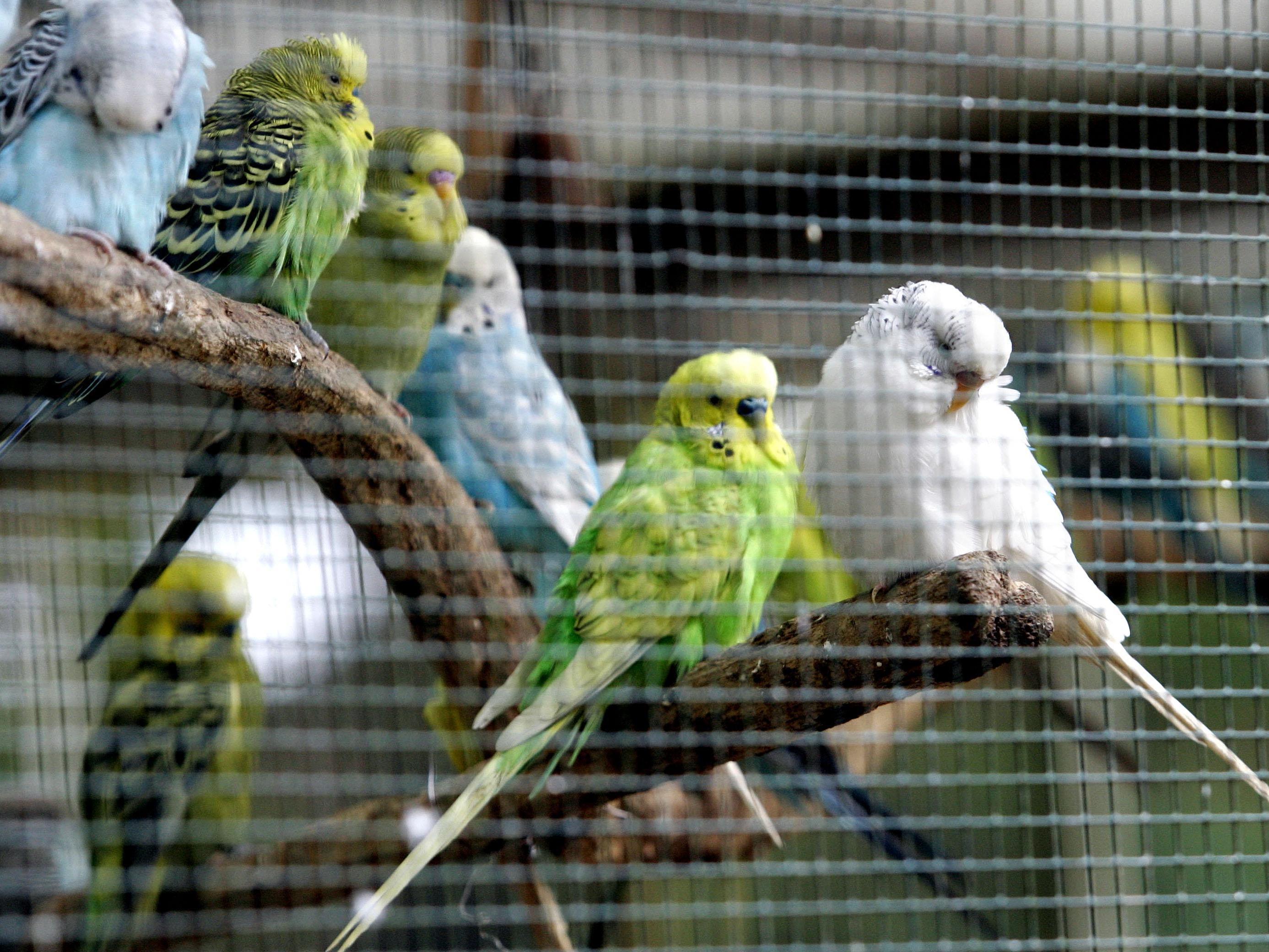 Am Montag wurden 165 Ziervögel aus einem Verschlag in Wien-Liesing befreit.