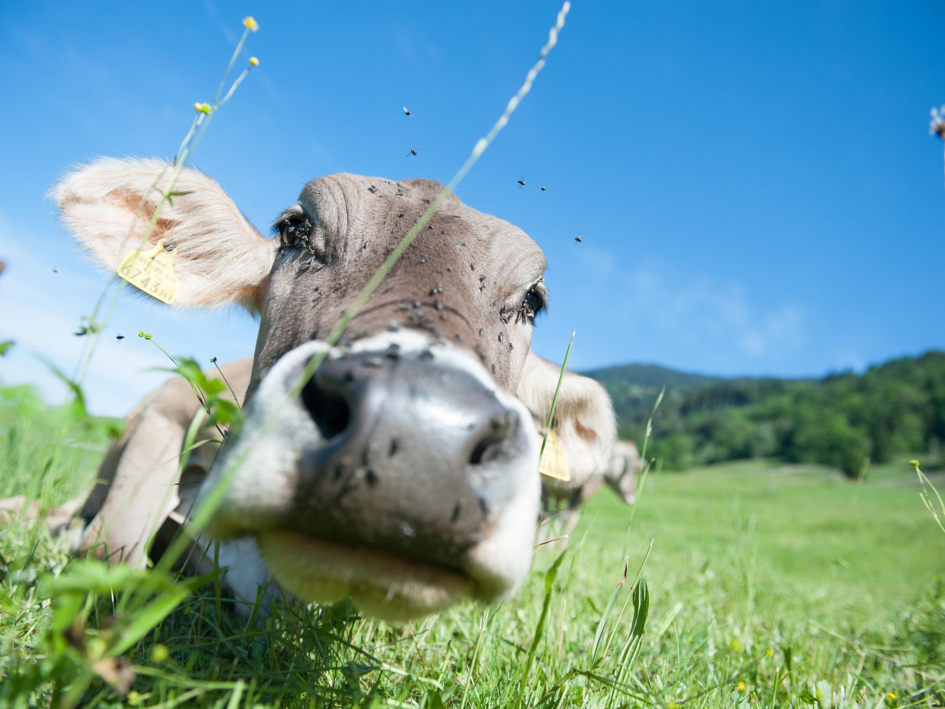 Rinder-TBC: Erste Verdachtsfälle im Rahmen flächendeckender Tests in Vorarlberg