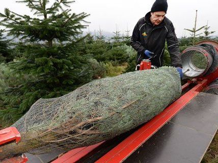 Für viele gehört der Christbaum einfach dazu. Für viele gehört der Christbaum einfach dazu.