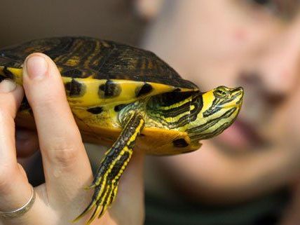 Eine Schildkröte ist kein Kinderspielzeug. Eine Schildkröte ist kein Kinderspielzeug.