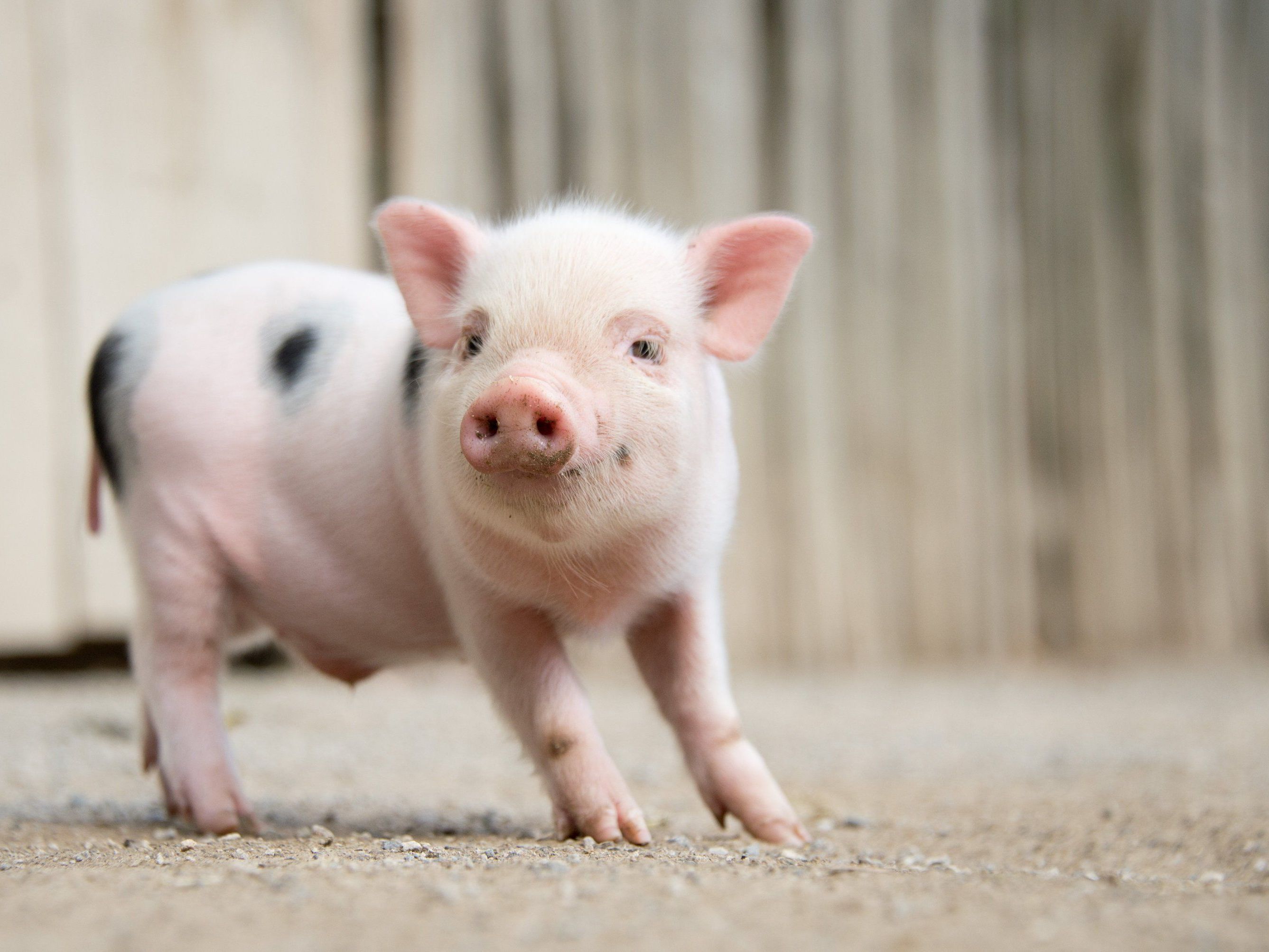 Aufgrund von "Politcal Correctness" sollen keine Schweine mehr in Kinderbüchern abgebildet werden. Aufgrund von "Politcal Correctness" sollen keine Schweine mehr in Kinderbüchern abgebildet werden.