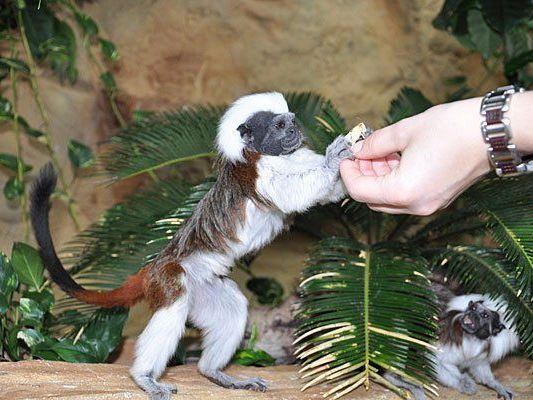 Putzige Äffchen kann man in den Semesterferien im Haus des Meeres füttern Putzige Äffchen kann man in den Semesterferien im Haus des Meeres füttern