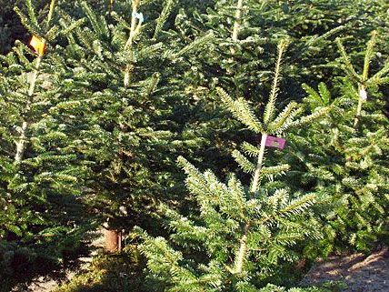 Christbaum-Sammelstellen noch bis Samstag. Christbaum-Sammelstellen noch bis Samstag.