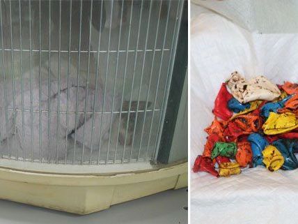 Katze Hope war zunächst durch eine Not-OP gerettet worden Katze Hope war zunächst durch eine Not-OP gerettet worden