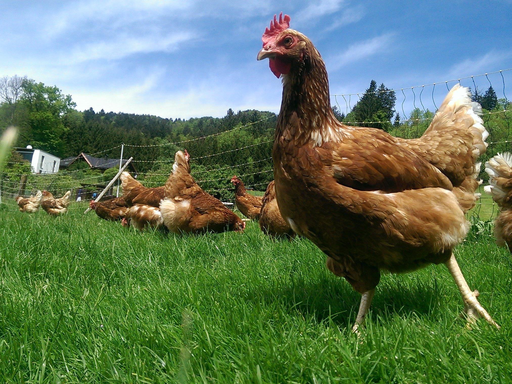 Mit frischen Eiern von Marthas glücklichen Hühnern werden wunderbare Köstlichkeiten gezaubert.
