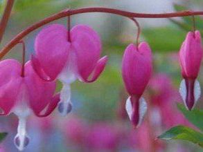 Staudengarten-Seminare der Obst- und Gartenkultur. Staudengarten-Seminare der Obst- und Gartenkultur.