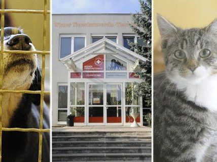 Hunde und Katzen warten im Tierschutzhaus auf ein gutes Zuhause - worauf geachtet wird, hat uns dessen Leiterin erzählt Hunde und Katzen warten im Tierschutzhaus auf ein gutes Zuhause - worauf geachtet wird, hat uns dessen Leiterin erzählt