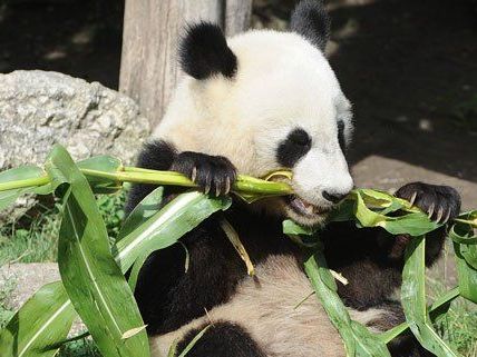 Fu Hu - hier noch in Wien - sei wohlauf, heißt es. Fu Hu - hier noch in Wien - sei wohlauf, heißt es.