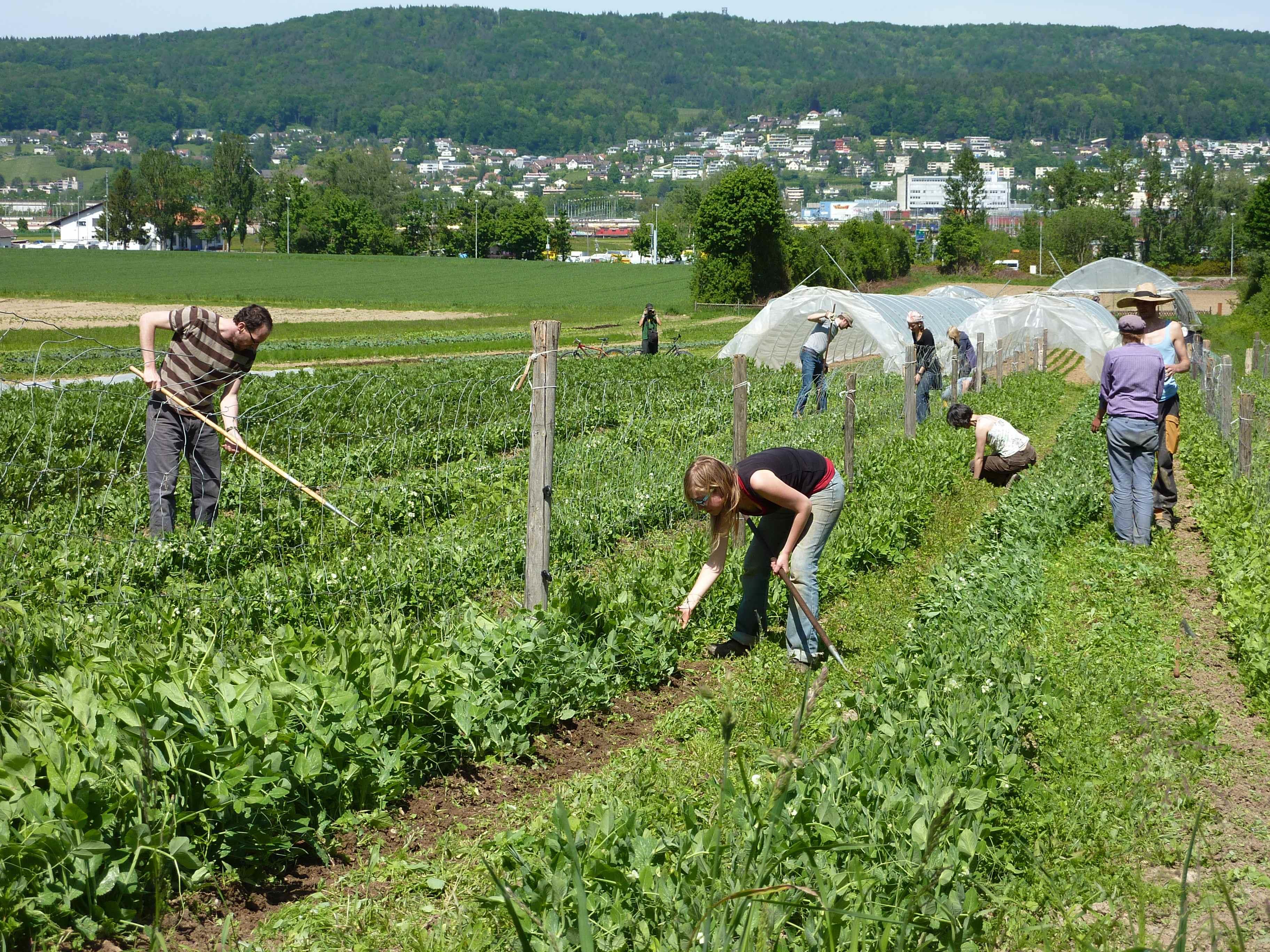 Info-Abend für Interessierte an einem genossenschaftlichen Garten in Götzis, der seine Mitglieder rund ums Jahr mit frischem, saisonalem Gemüse versorgen soll.