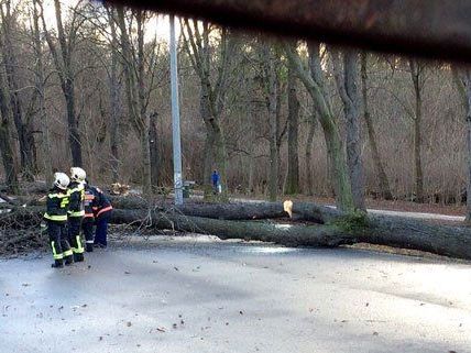 Die Hauptallee im Wiener Prater wurde am Samstag gesperrt. Die Hauptallee im Wiener Prater wurde am Samstag gesperrt.
