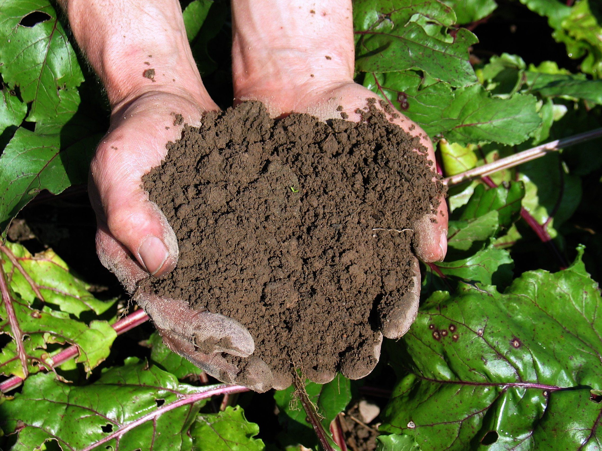 Gartenerde Gartenerde