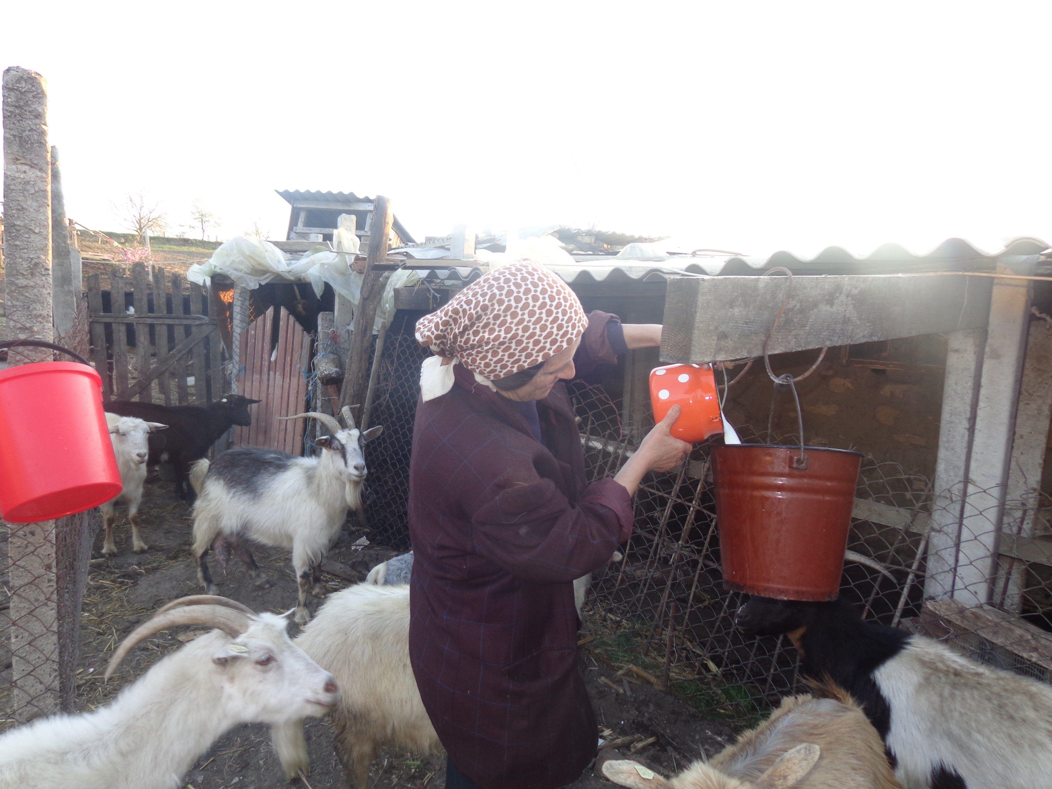 Ziegen für Moldawien bringen Hilfe für bedürftige Familien