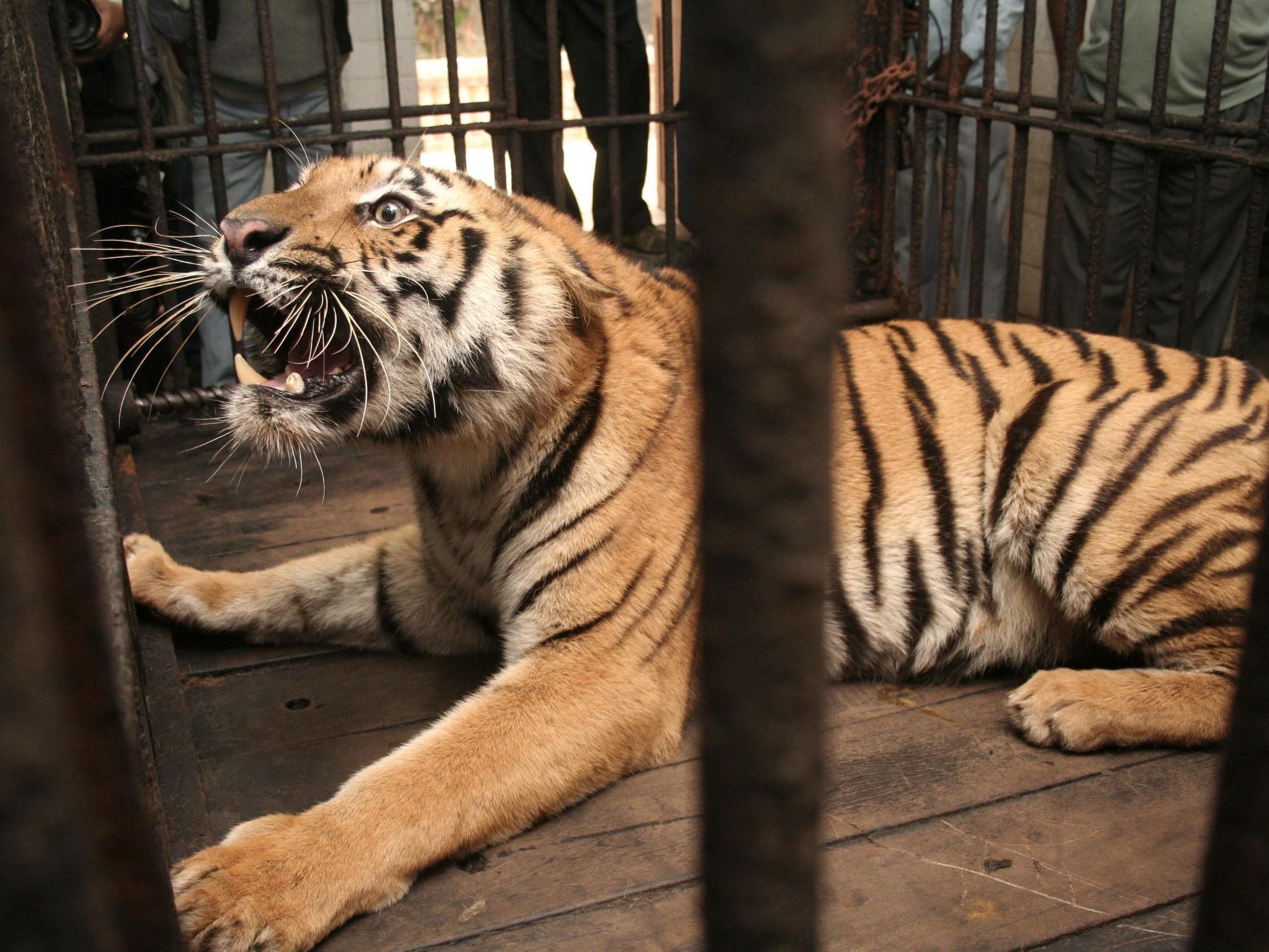 Ermittler wurden aufgrund von Klagen der Besucher aktiv. Ermittler wurden aufgrund von Klagen der Besucher aktiv.