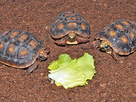 Schildkröten-Babys im Haus des Meeres Schildkröten-Babys im Haus des Meeres