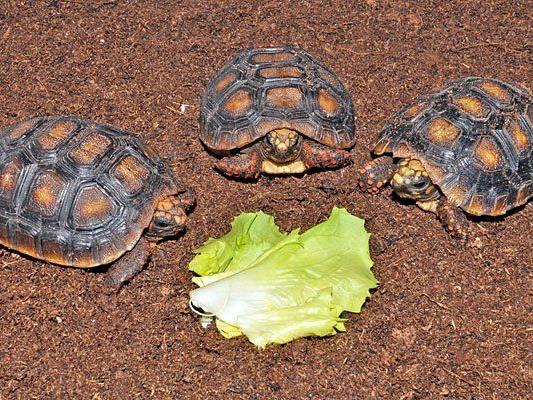 Schildkröten-Babys im Haus des Meeres