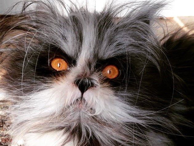 Atchoum: Der Kater mit dem grimmigen Blick Atchoum: Der Kater mit dem grimmigen Blick