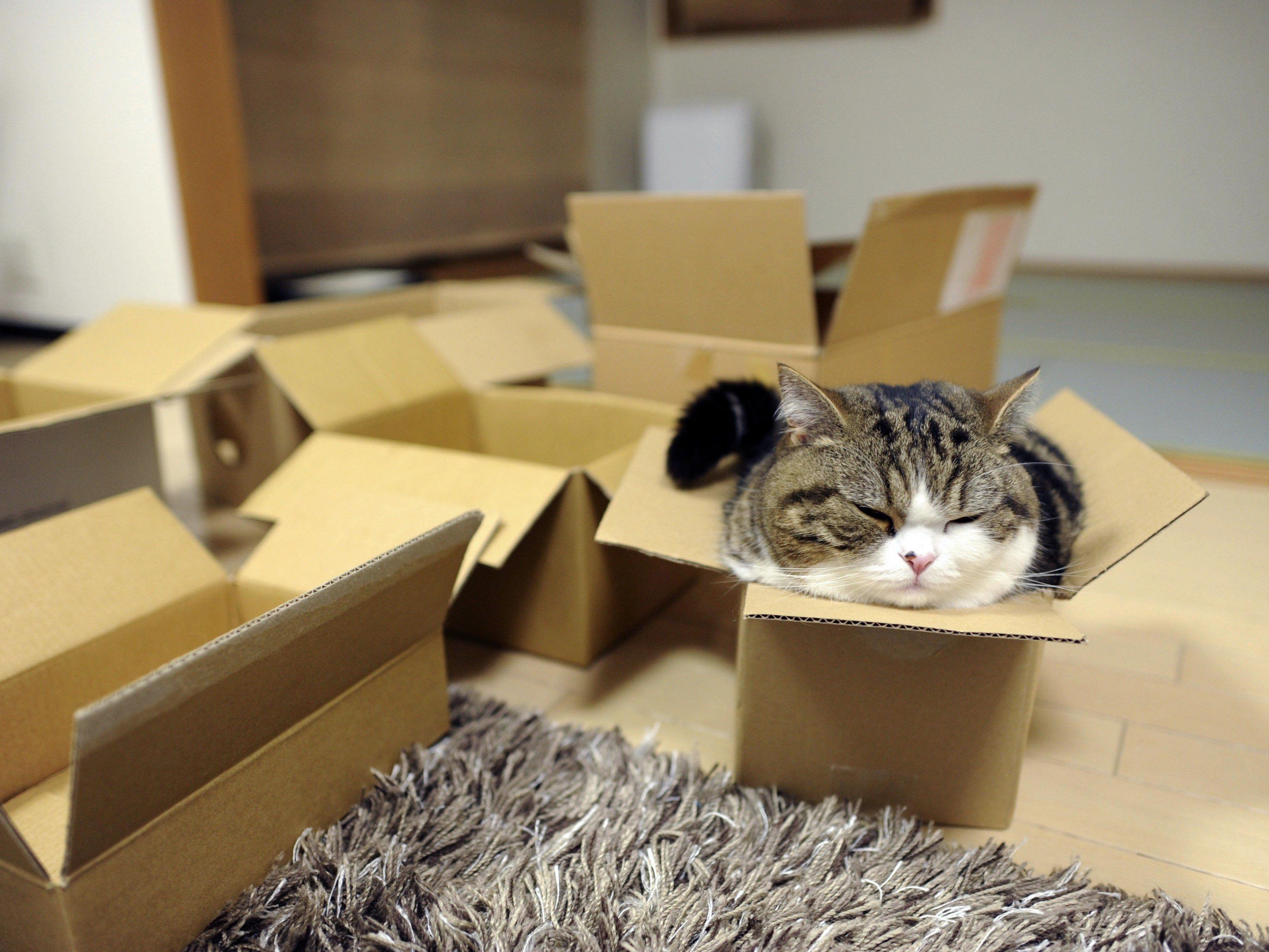 Eine der berühmtesten Katzen, die verrückt nach Boxen ist: Maru.