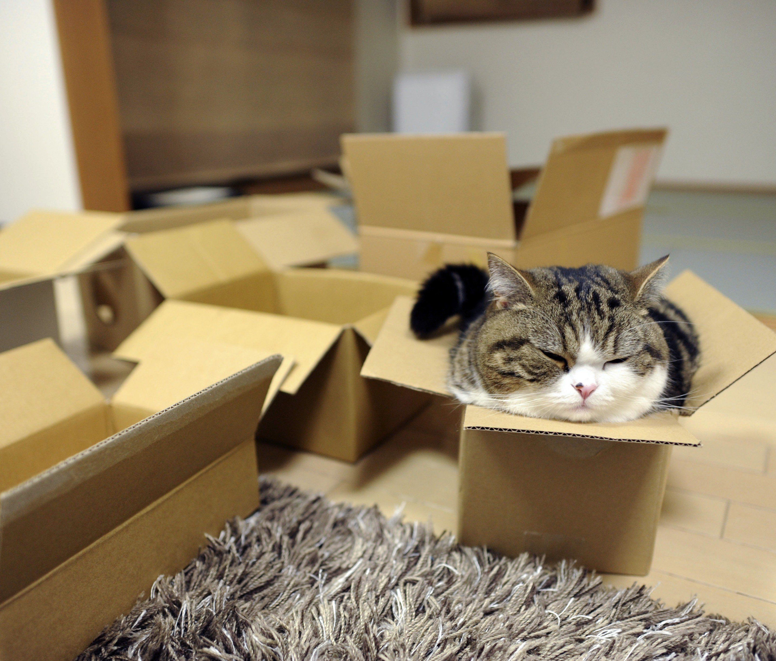 Eine der berühmtesten Katzen, die verrückt nach Boxen ist: Maru. Eine der berühmtesten Katzen, die verrückt nach Boxen ist: Maru.