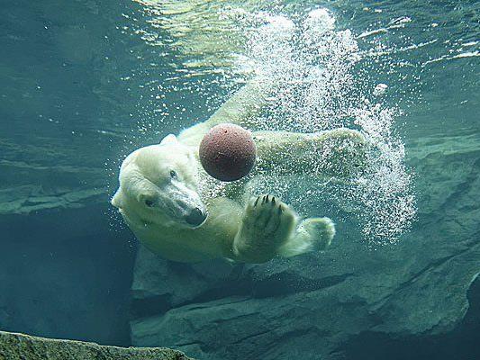Die Eisbärenwelt im Tiergarten Schönbrunn ist immer einen Besuch wert