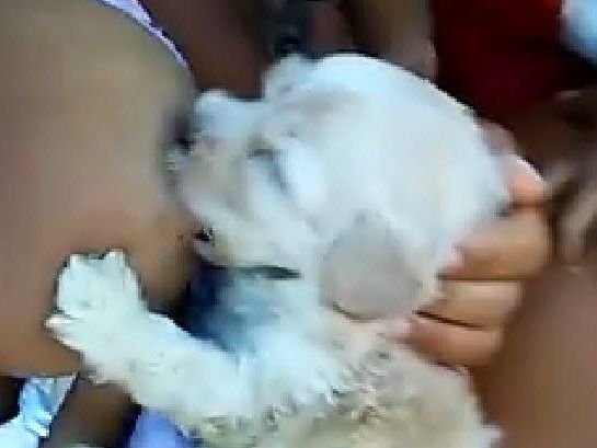 Facebook-Video geht durch die Decke: Frau füttert Welpe mit Brust Facebook-Video geht durch die Decke: Frau füttert Welpe mit Brust